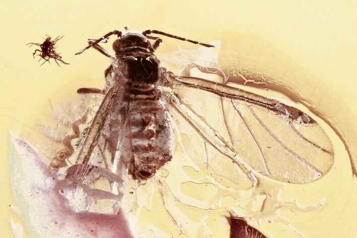 Detailed Fossil Winged Aphid (Aphidoidea) in Baltic Amber #330641